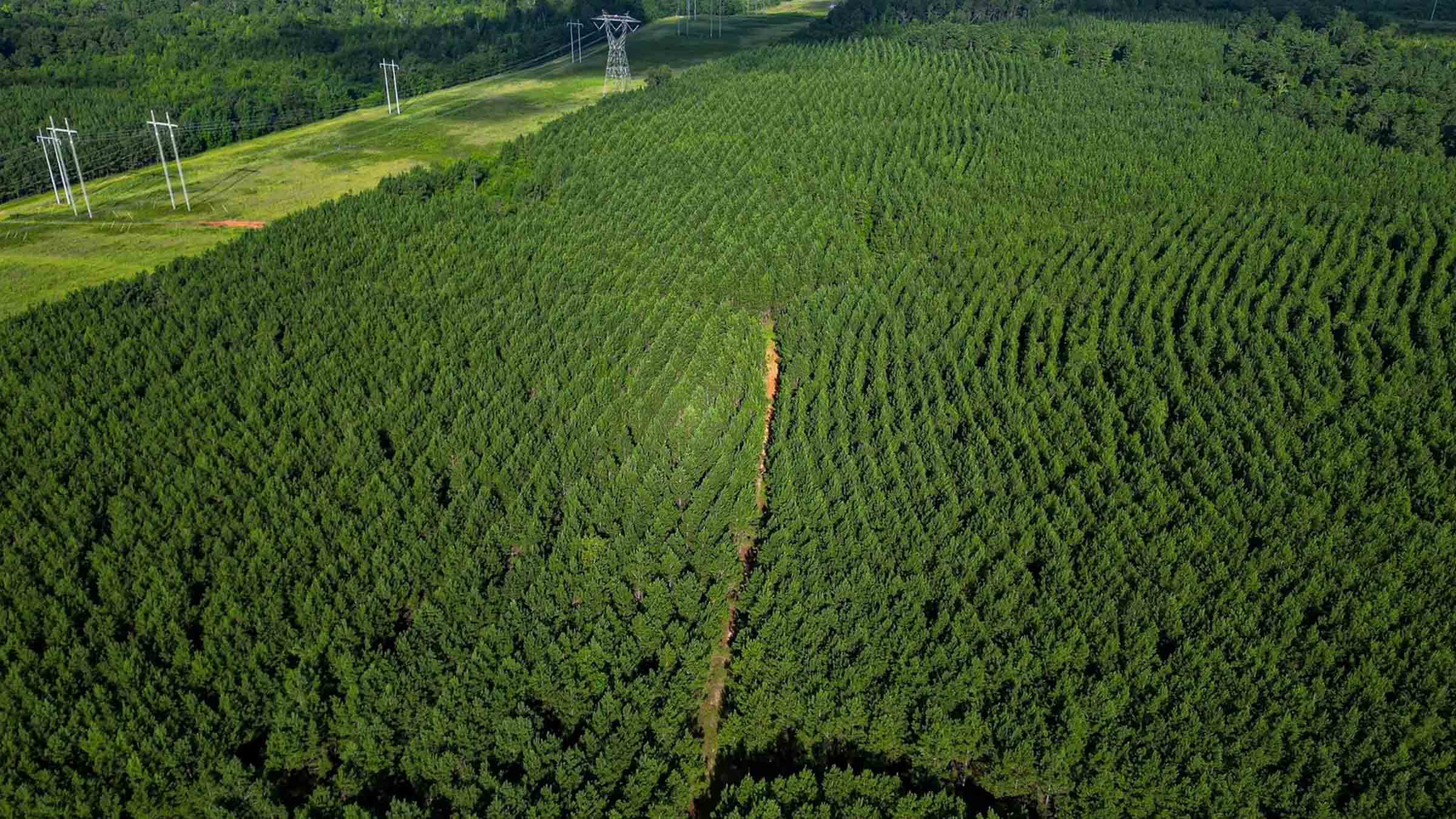 71.5-acre timber land in Waupaca, Wisconsin purchased by Cash.Land