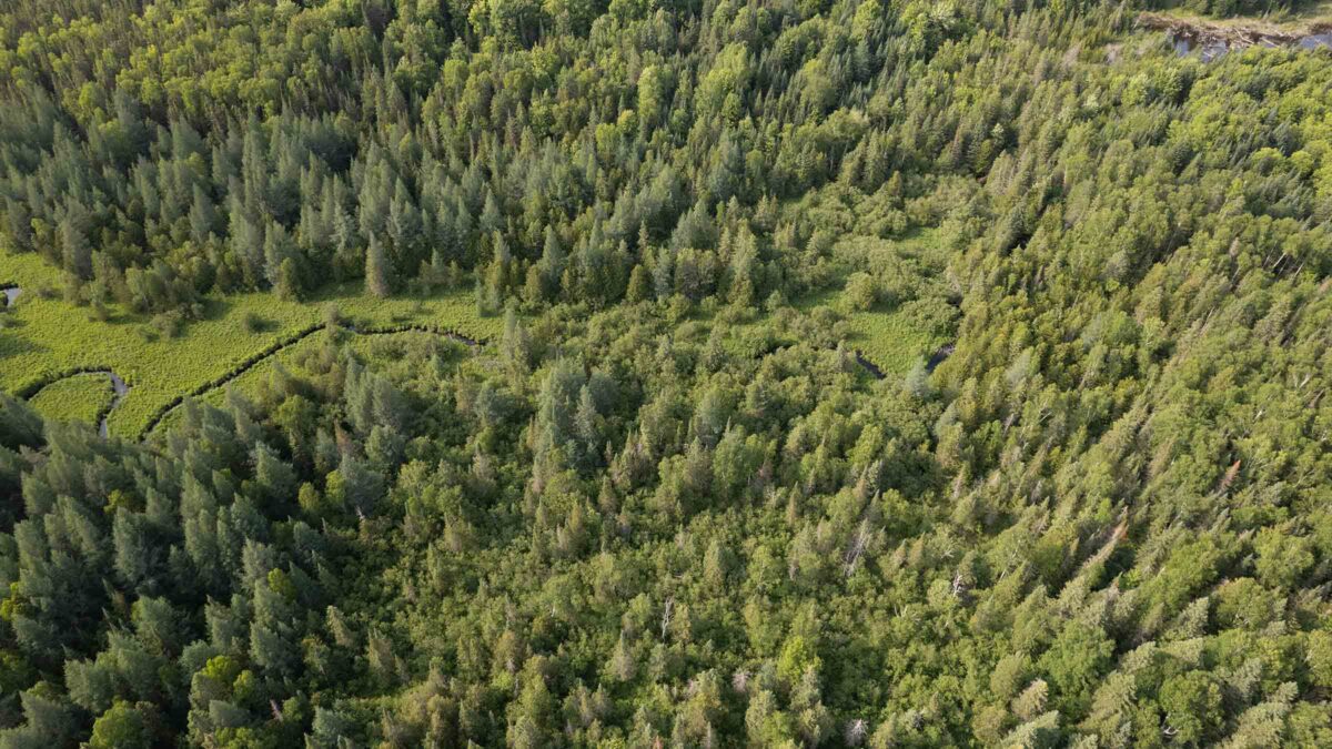 80-acre wooded land in Silver Cliff, Wisconsin purchased by Cash.Land