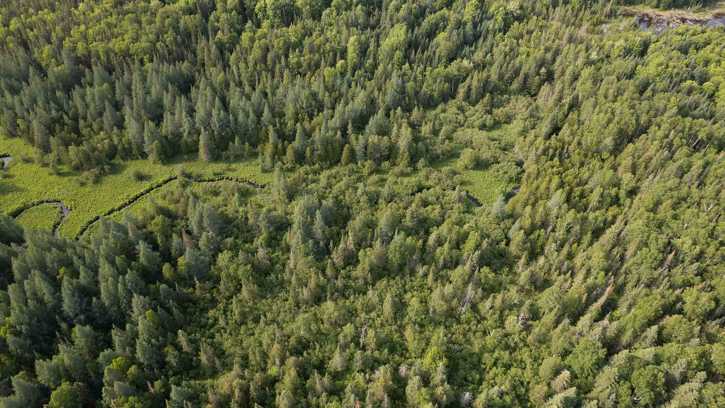 80-acre wooded land in Silver Cliff, Wisconsin purchased by Cash.Land