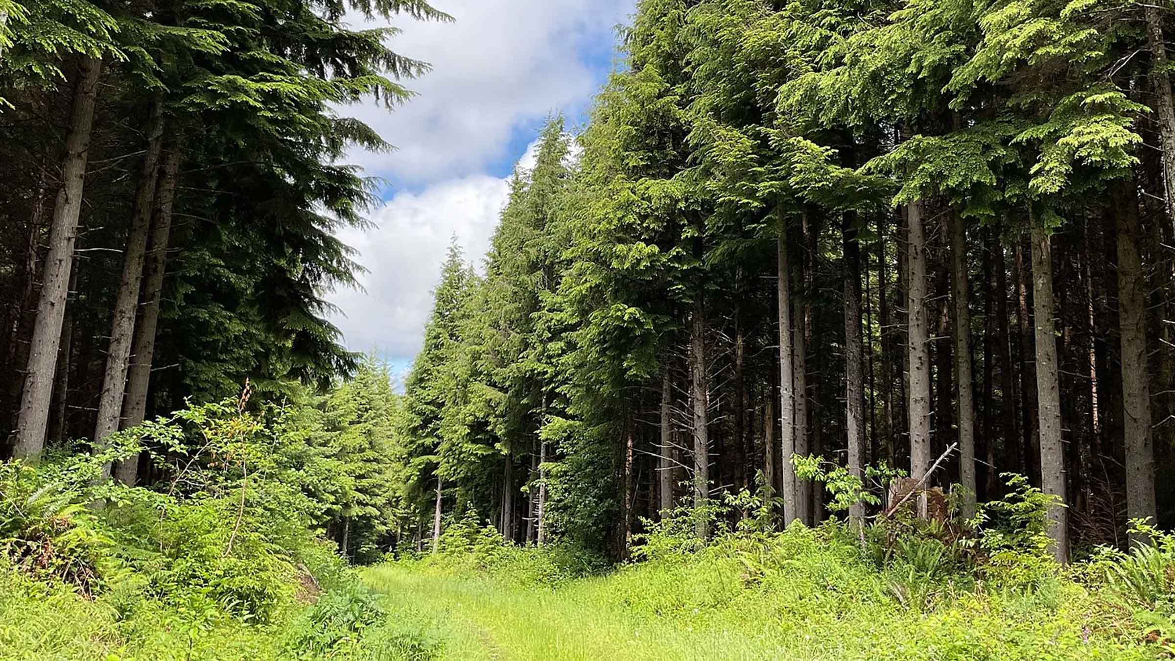 84.5-acre timber land in Sturgis, South Dakota purchased by Cash.Land