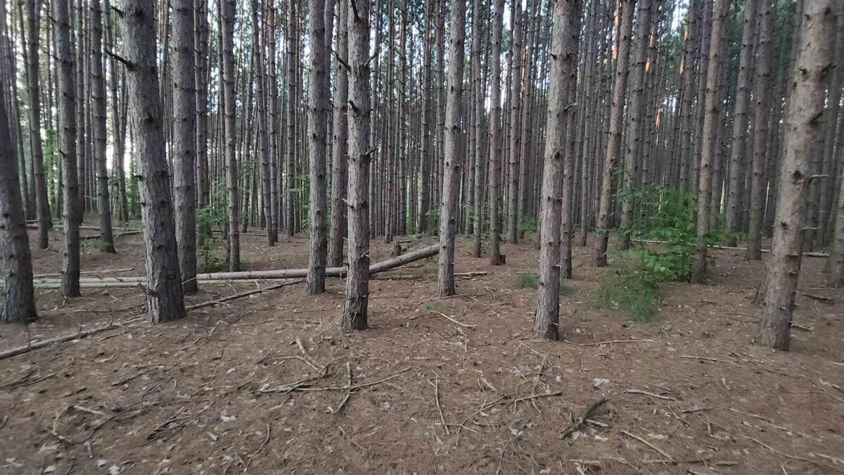 36.4-acre timber land in Ironton, Wisconsin purchased by Cash.Land