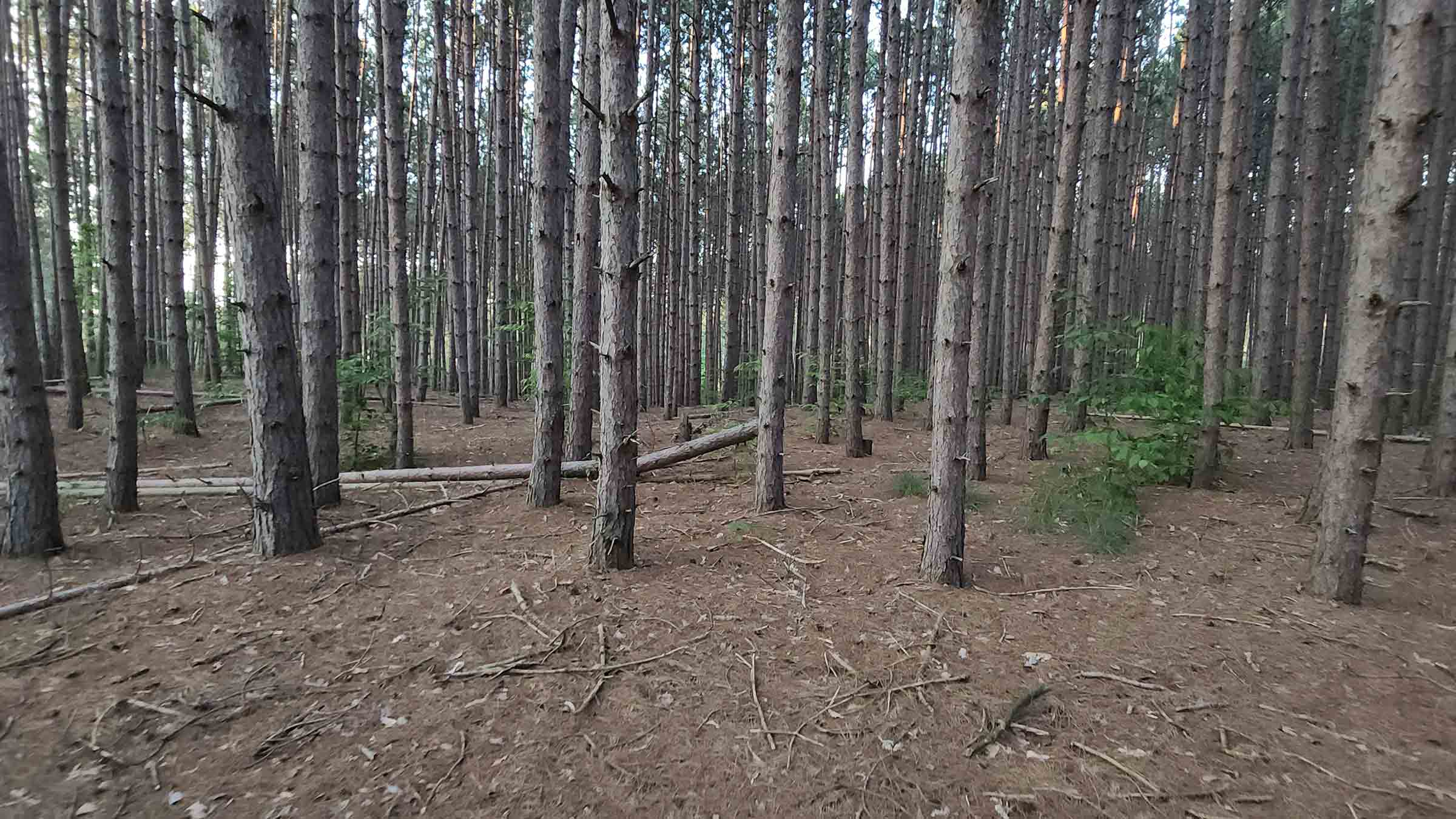36.4-acre timber land in Ironton, Wisconsin purchased by Cash.Land