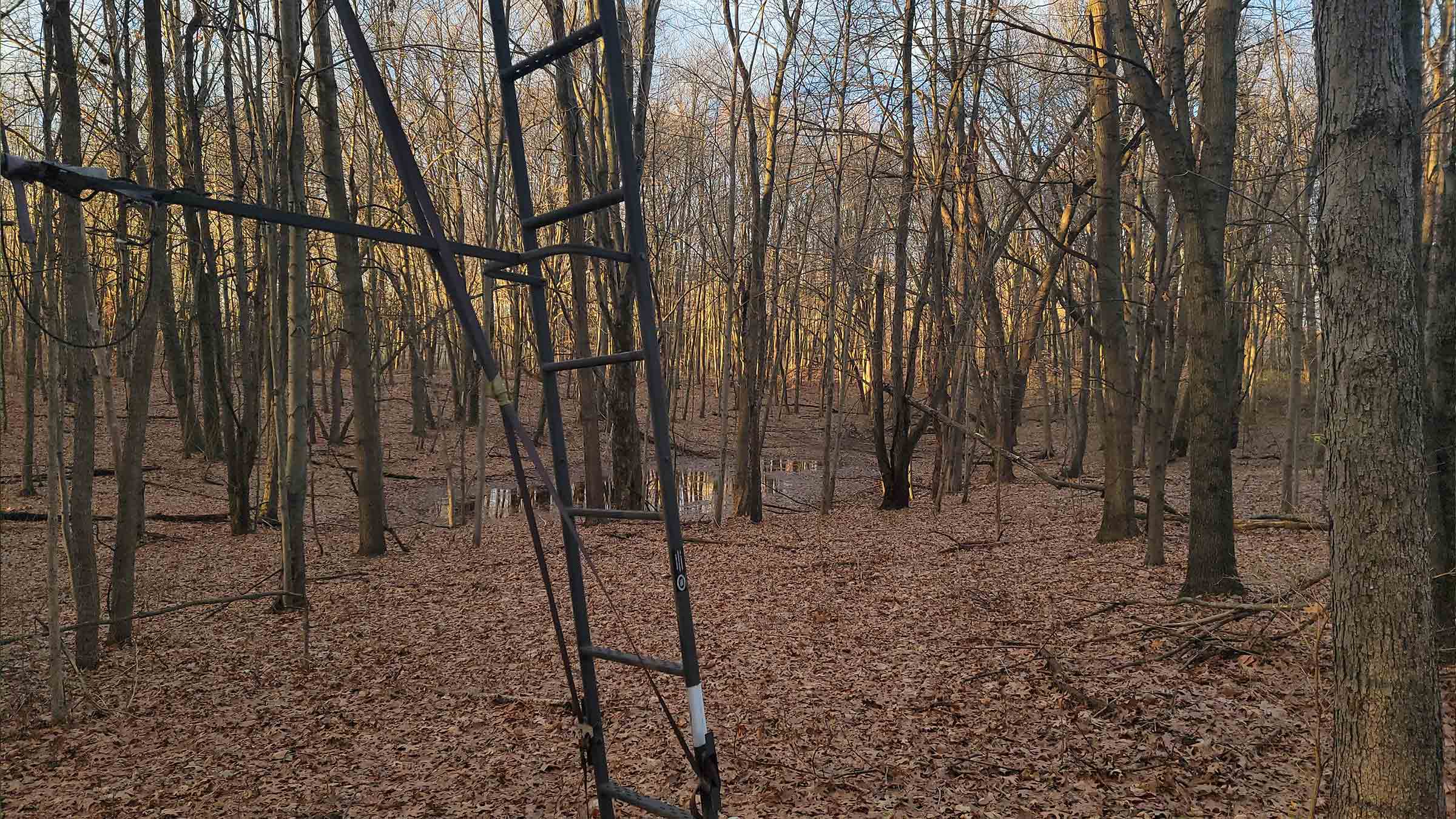 20-acre hunting land in Ludington, Michigan purchased by Cash.Land