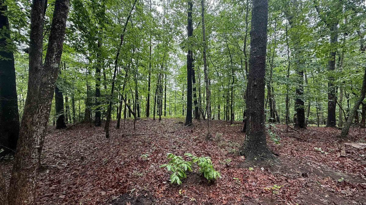 22-acre hunting land in Toccoa, Georgia purchased by Cash.Land