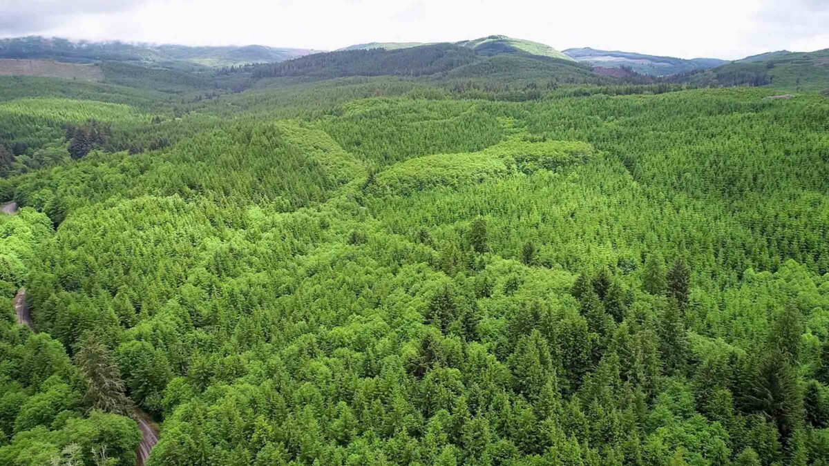 270-acre acreage in Vernonia, Oregon purchased by Cash.Land
