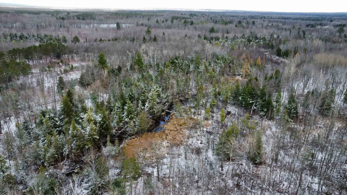 40-acre hunting land in Alpena, Michigan purchased by Cash.Land