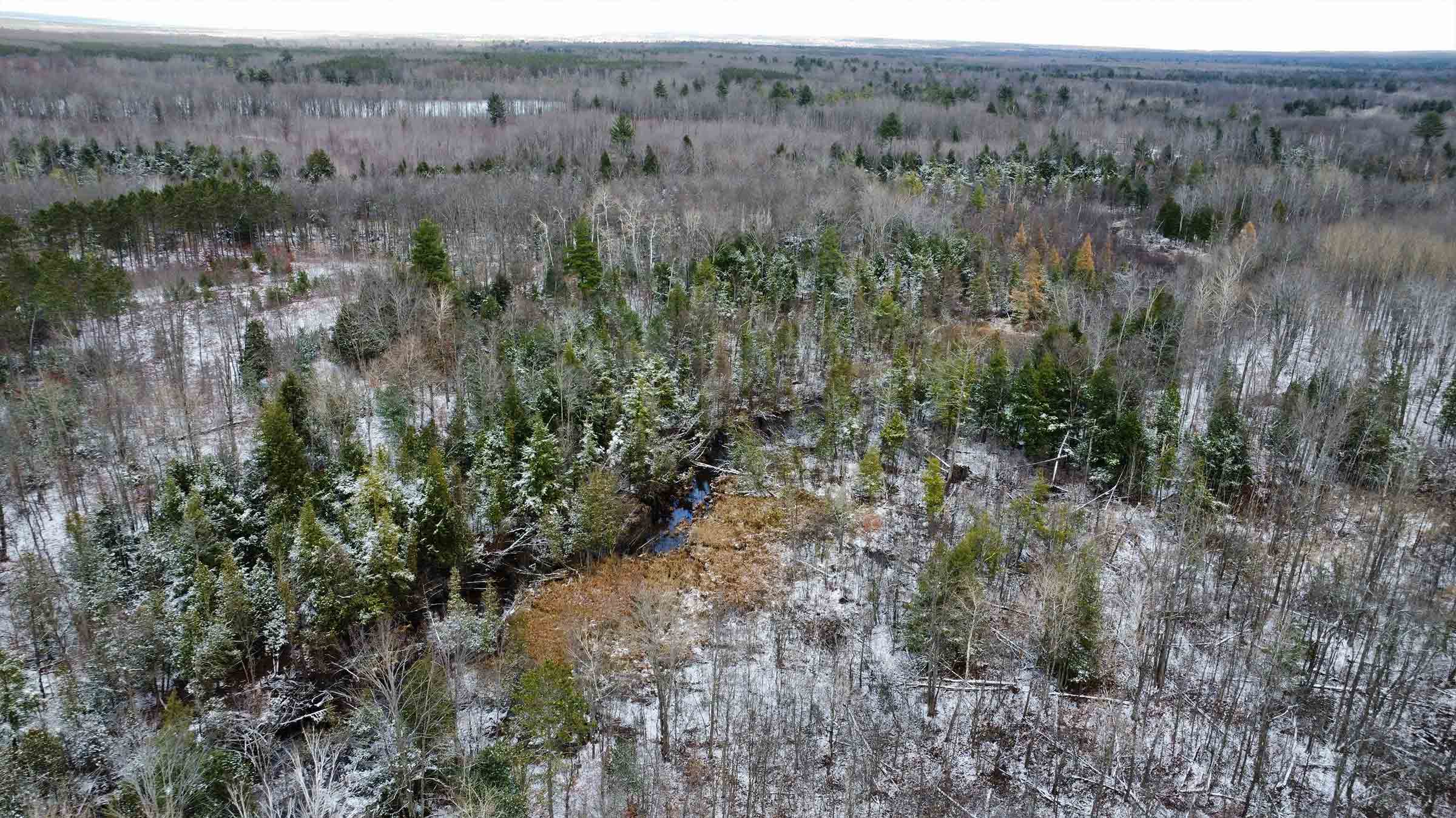 40-acre hunting land in Alpena, Michigan purchased by Cash.Land