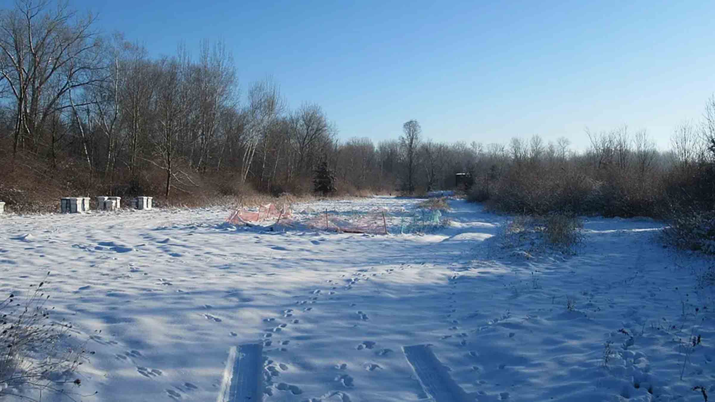 20-acre hunting land in Big Rapids, Michigan purchased by Cash.Land